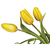 Tulpen Blumen Natur Mural
