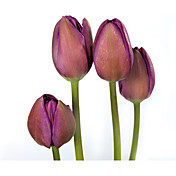 Tulips Decorazione floreale natura