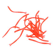 Flavorous Red Worms Soft Bait (20 stk / Pakket)