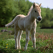 Printed Art Animal Pony II by Carl Rosen