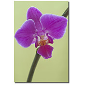 trykt lerret kunst floral orchid ved flowerphotos med strukket ramme