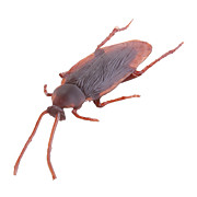  Realistic Rubber Cockroaches