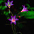  sol LED blomst lys (1049-cis-28.080)