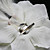  satinado con magníficas plumas / flor de la boda de diamante de imitación de novia / casco (0986-112821)