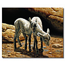 stampati su tela arte animale bambino bighorns di Crista foresta con telaio allungato